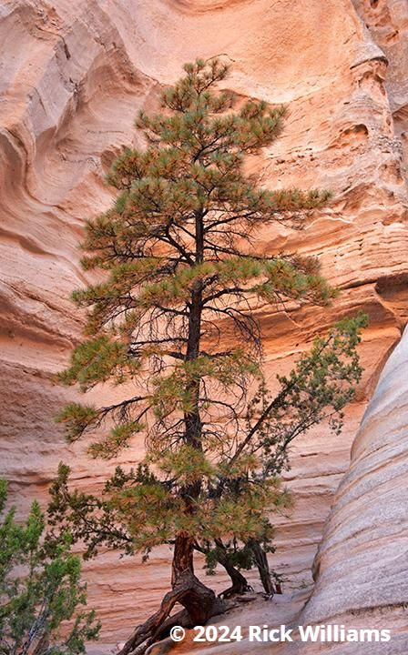 Hiking Red Wall Canyons - Rick Williams Leadership